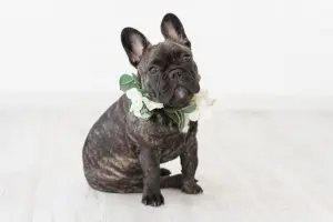 French Bulldog At A Wedding With Flower Collar
