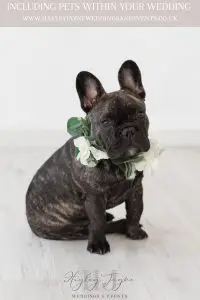 French Bulldog with flower collar at a wedding